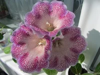  метель1.webp