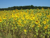IMG_2615.JPG