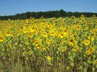 IMG_2615.webp