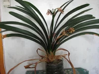 IMG_2422нов.webp