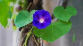 DSC00388-2.webp