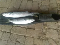 0182.webp