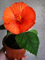 P8124077_Barselona.jpg