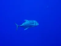  762.webp
