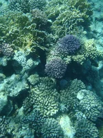  743.webp