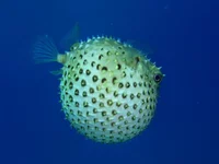  779.webp
