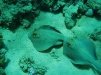  808.webp