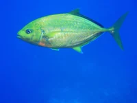  812.webp