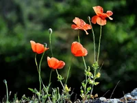003.webp