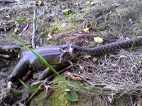 посмотреть.webp посмотреть.webp