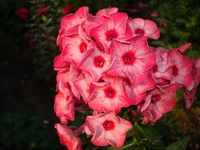DSC07982.webp