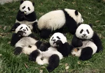 pandamonium.webp