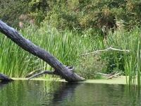  126.webp