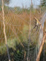  168.webp