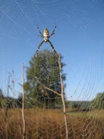  181.webp