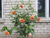 RgWZUAkV16XinzXHu.webp