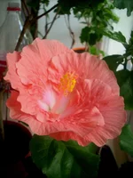 .webp