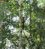 IMG_1237_1cr.webp