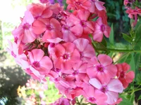 DSC07219.webp