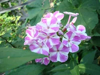 DSC07126.webp