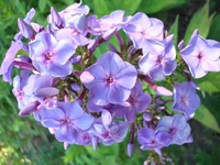 DSC07135.webp