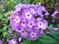 DSC07242.webp