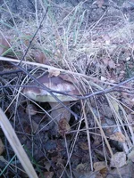 SP_A0173.webp