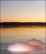 1189767555_10591.webp