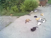 28082013155.webp