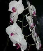 IMG_7261.JPG