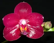 Phal_HosBlackCherubWate.jpg