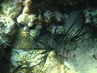  117.webp