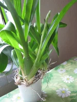 IMG_4089_1.jpg