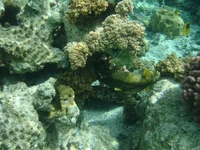  268.webp