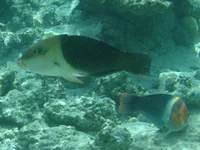  341.webp