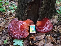DSCF1305_1100.webp