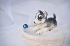 dog-10-2.webp