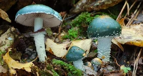 chesheychatka-01.webp
