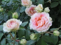 IMG_0375.webp