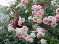 IMG_0386.webp