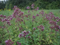 zidki-ternovaya_2013_09.webp