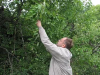 zidki-ternovaya_2013_18.webp