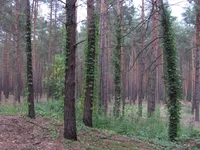 zidki-ternovaya_2013_25.webp