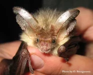 bat.jpg