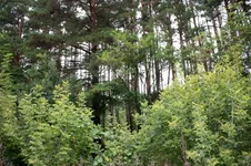 . 005.webp