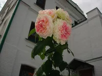 DSC08015.webp