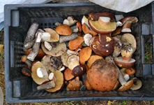 DSC_4974.jpg