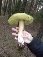 D_новый размер.jpg