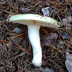 DSCF1339_800.jpg