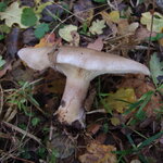 DSCF9791_1000.jpg